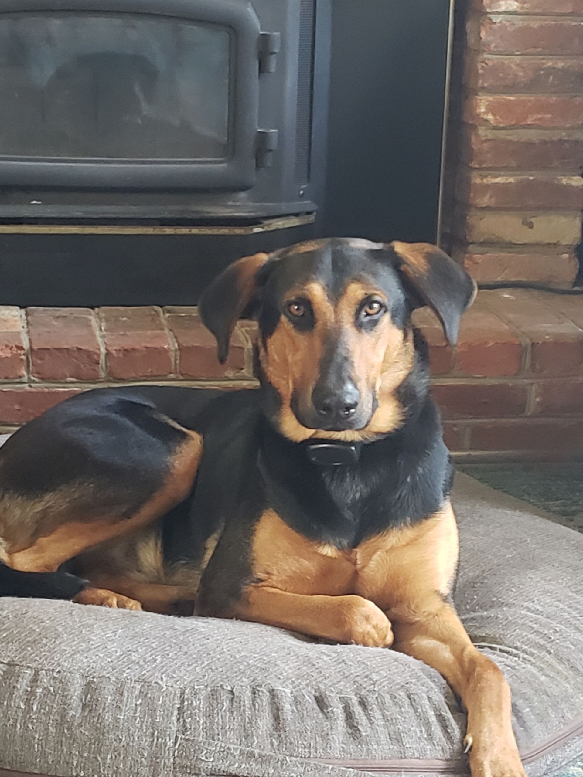 A tan and black dog with floppy ears sits calmly on a round gray cushion in front of a fireplace.