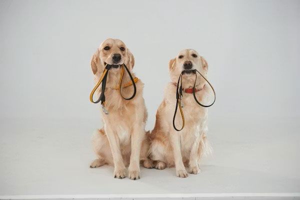 Two golden retrievers sit side-by-side against a white background, each holding a leash in its mouth.