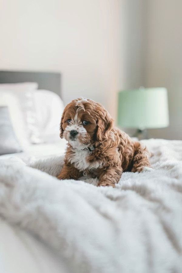 A brown and white puppy sitting on a white textured bed with a green lamp in the background.