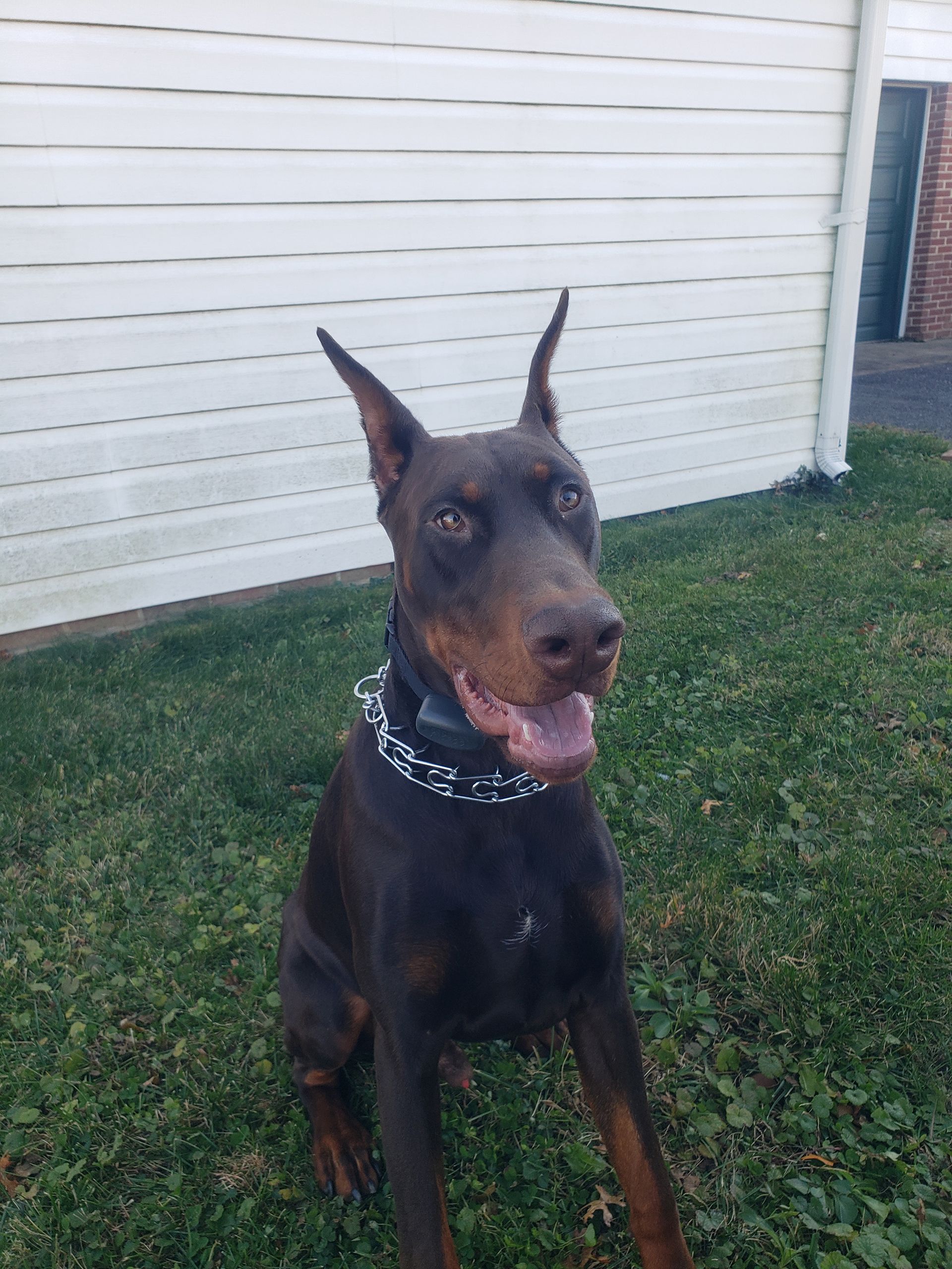 A brown Doberman Pinscher sits on green grass with its mouth open, wearing a spiked collar in front of white siding.
