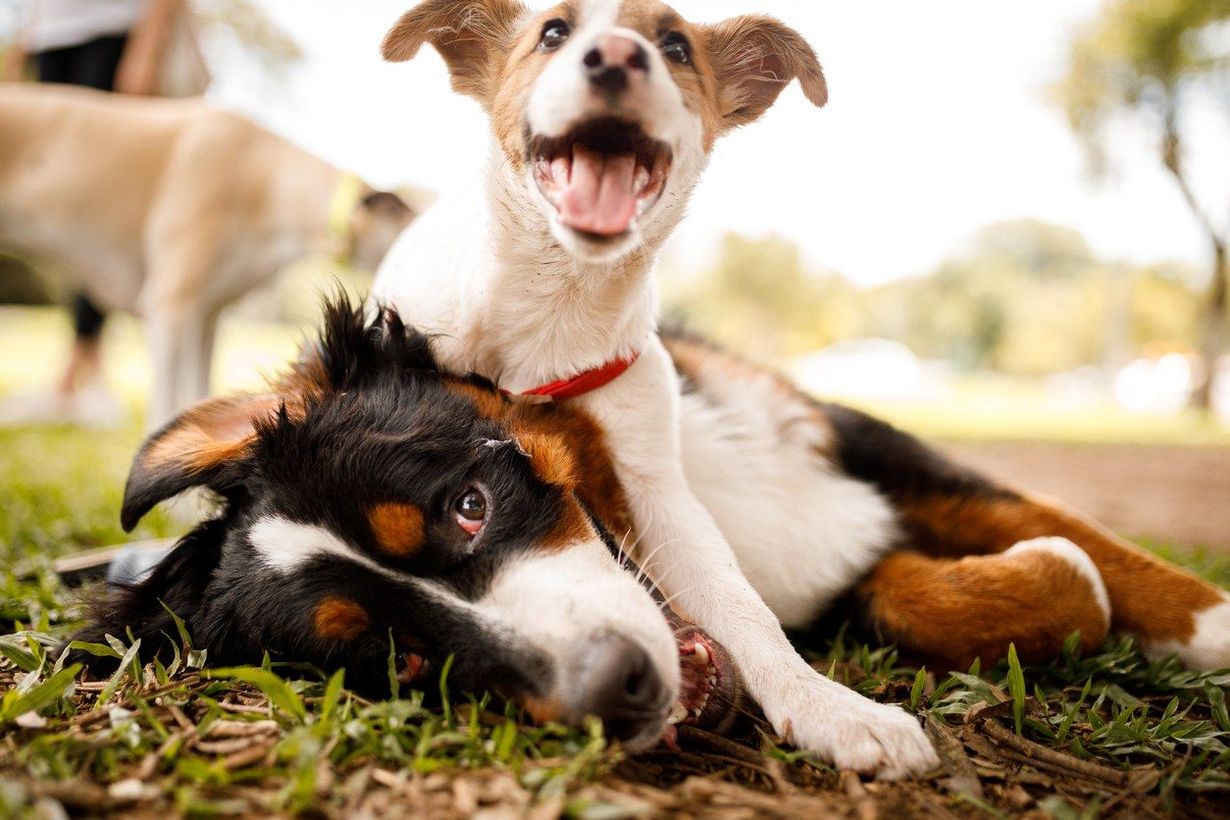 A happy small dog rests on top of a larger tricolor dog lying on the grass in a park.