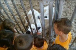 Children looking at the animals