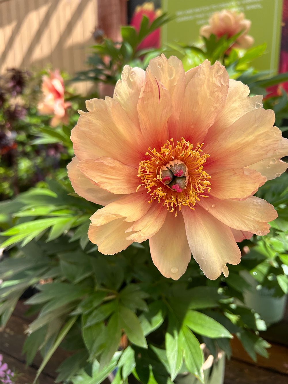 A close-up of a flower with a yellow center surrounded by green leaves.