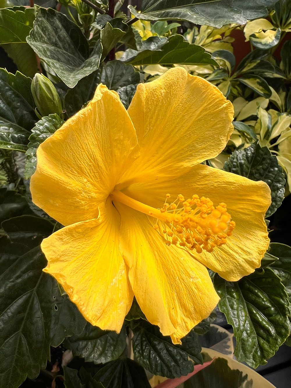 A close up of a yellow hibiscus flower with green leaves