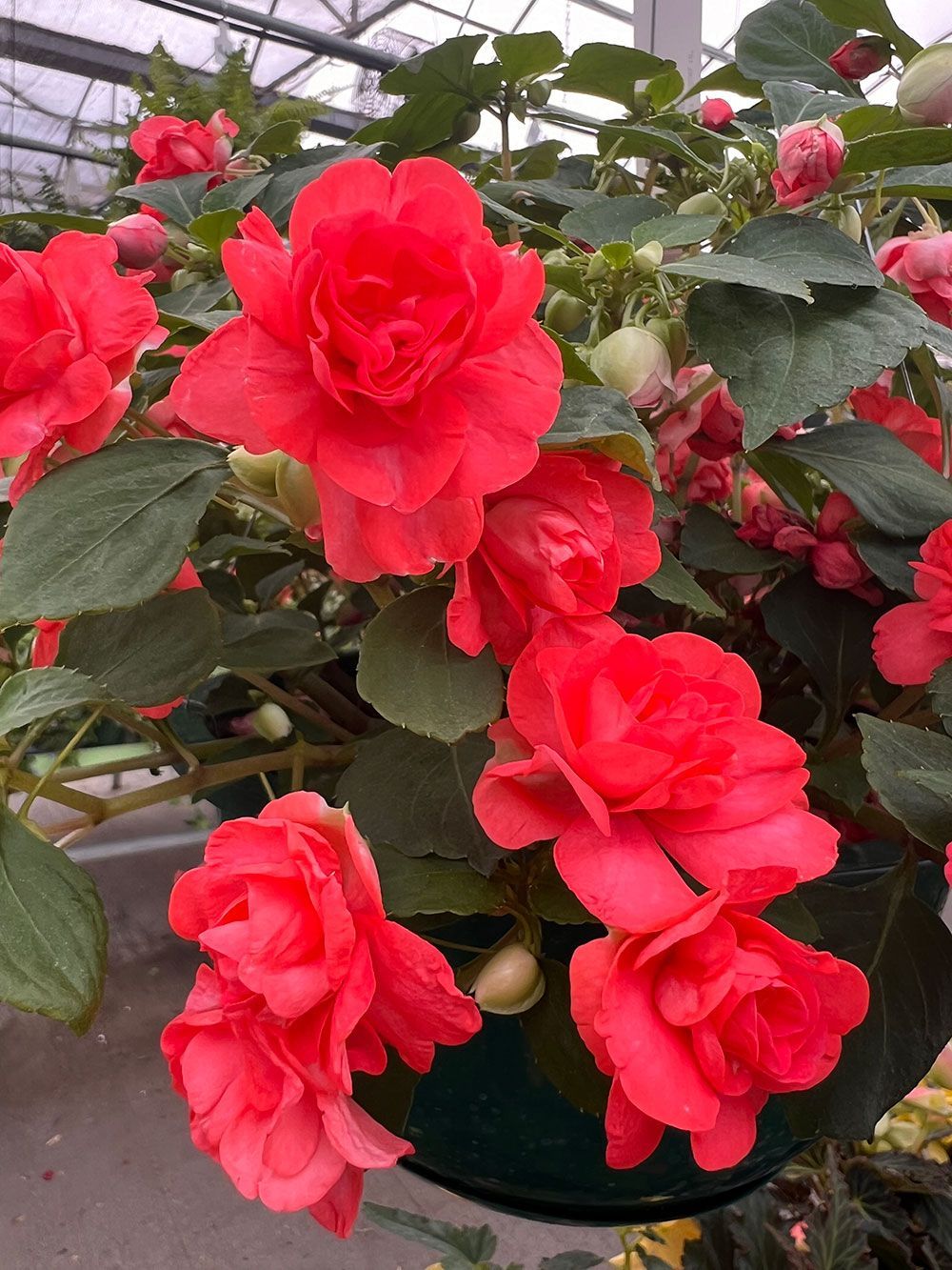 A bunch of red flowers are growing on a plant in a greenhouse.