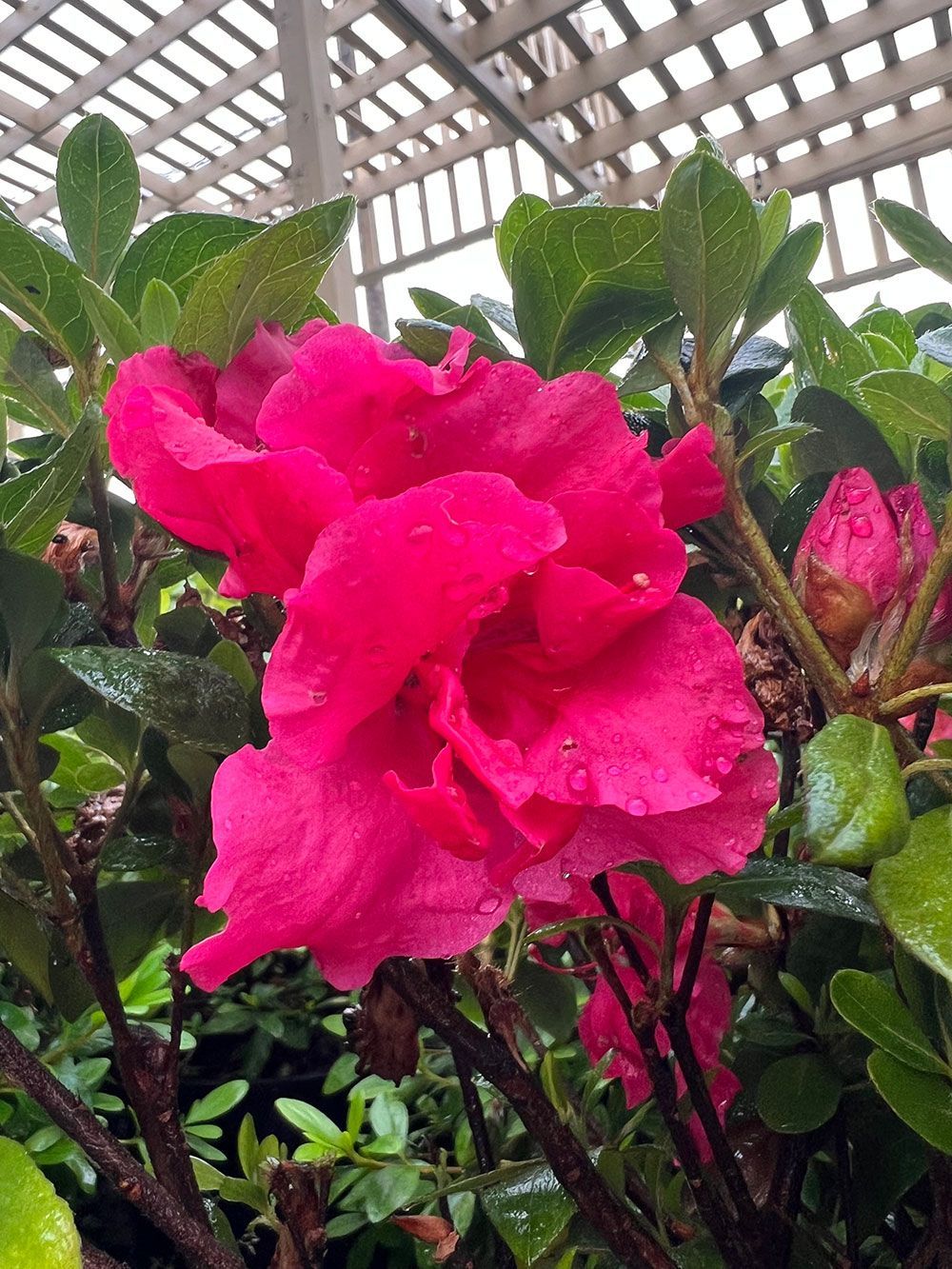 A close up of a pink flower with water drops on it