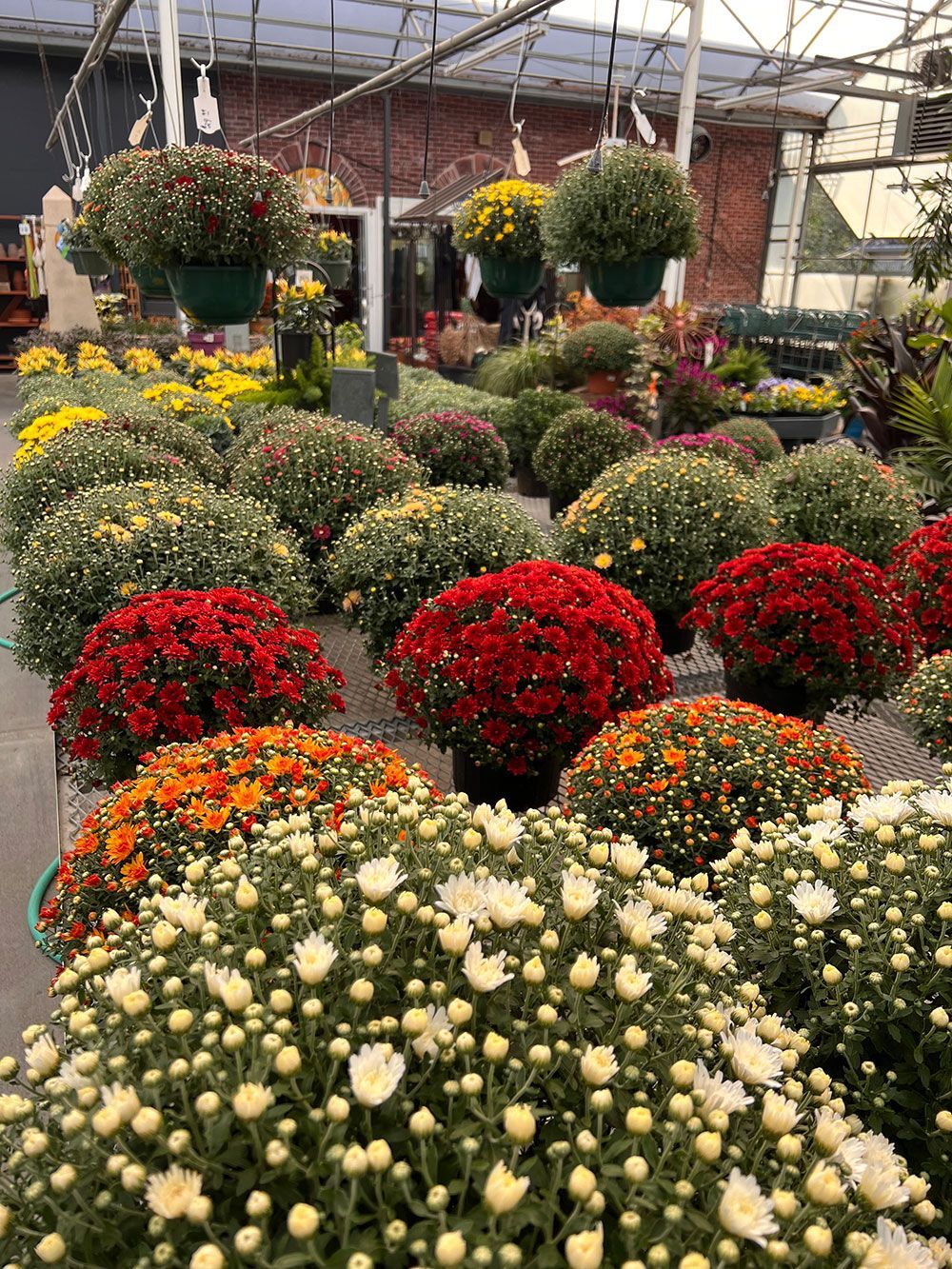A greenhouse filled with lots of different types of flowers.