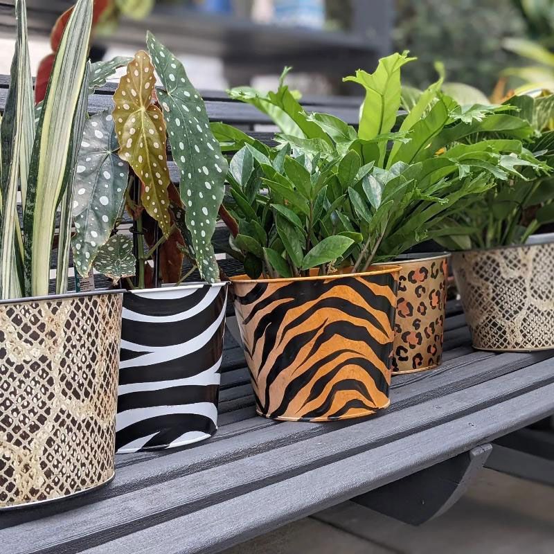 A row of potted plants on a bench with zebra print pots