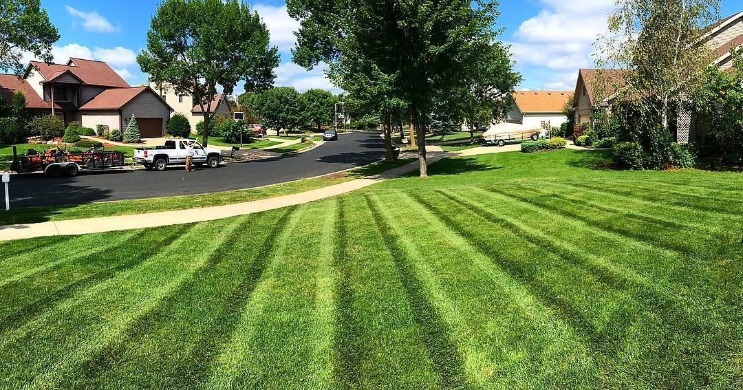 Sunlit suburban lawn with striped grass, trees, and houses along a quiet street