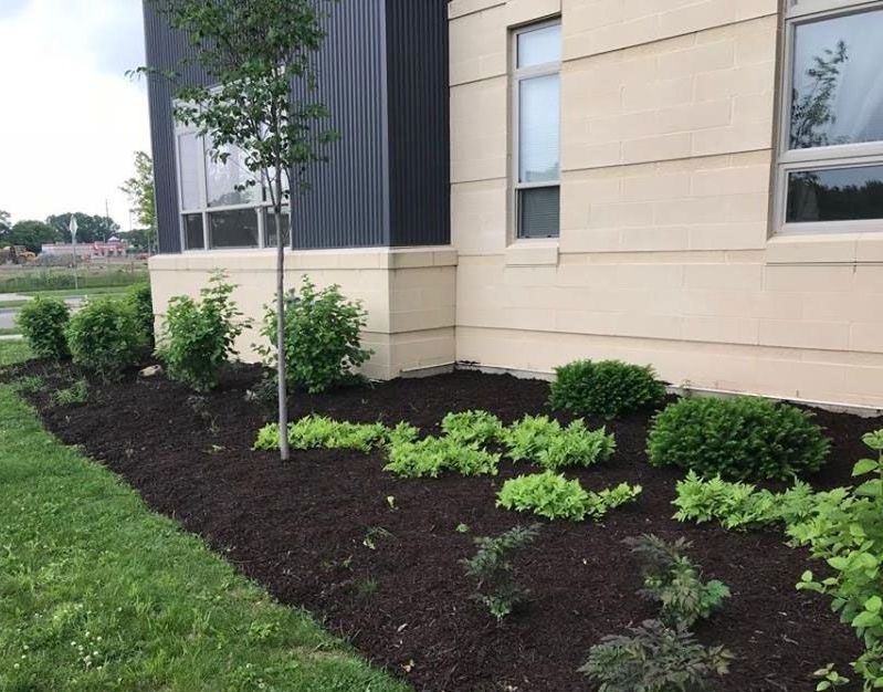 Fresh mulch flower bed with small green shrubs along a beige building wall