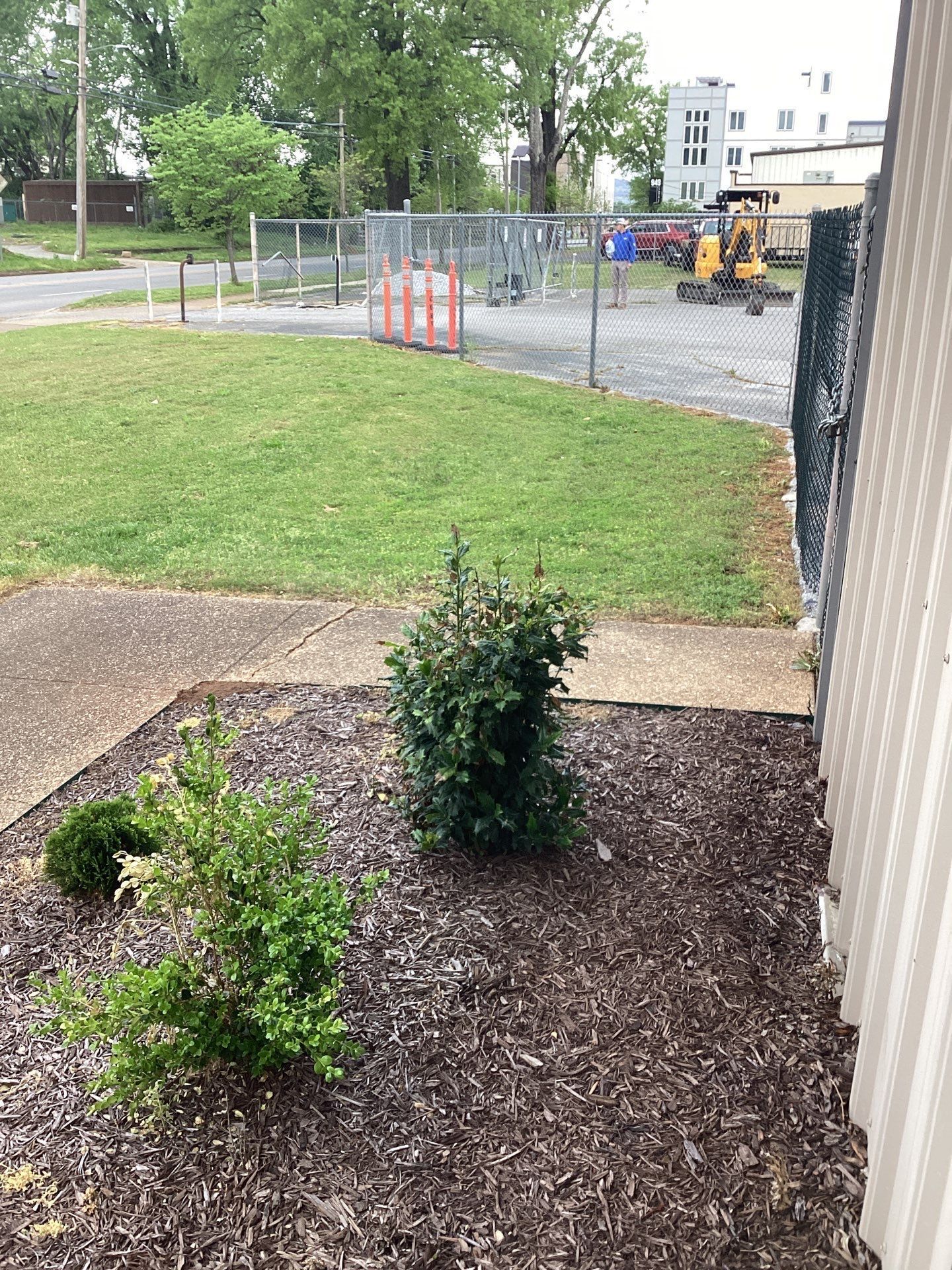 Two green bushes in a mulch bed next to a building. A grassy area and fenced area are in the background.