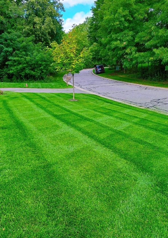 Person trimming a round green bush with large shears in a grassy yard.