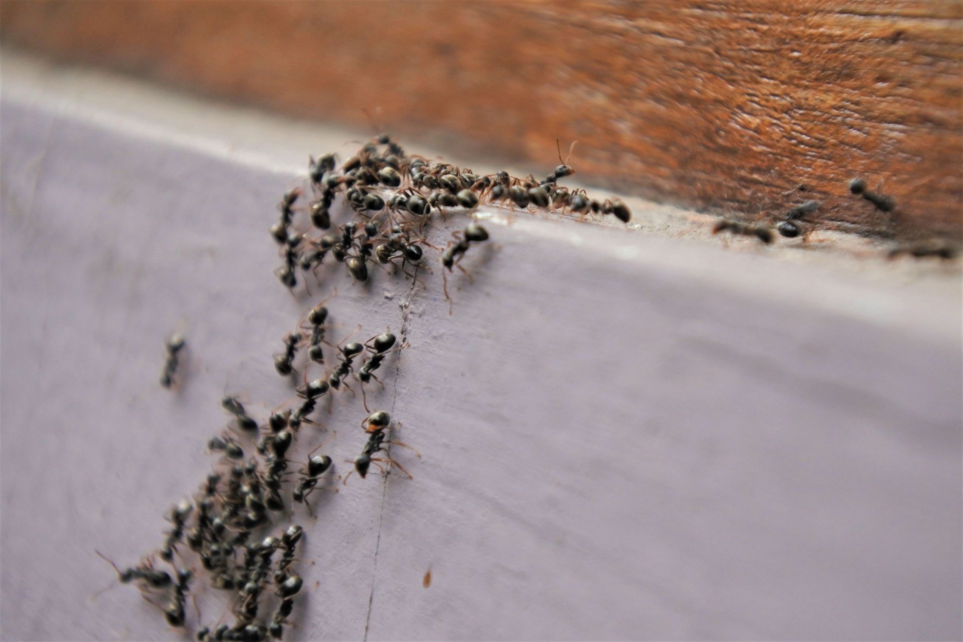 Ants crawling in a line along a white wall beneath a wooden edge
