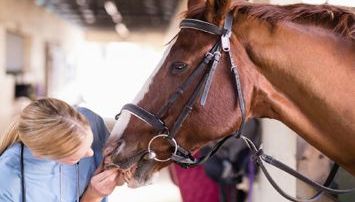 Veterinarian checking the horse's teeth