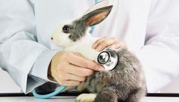 Health check for bunny