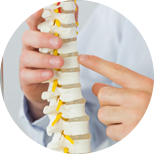 Anatomic spine