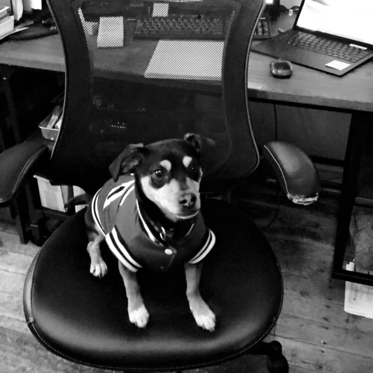 dog in a chair