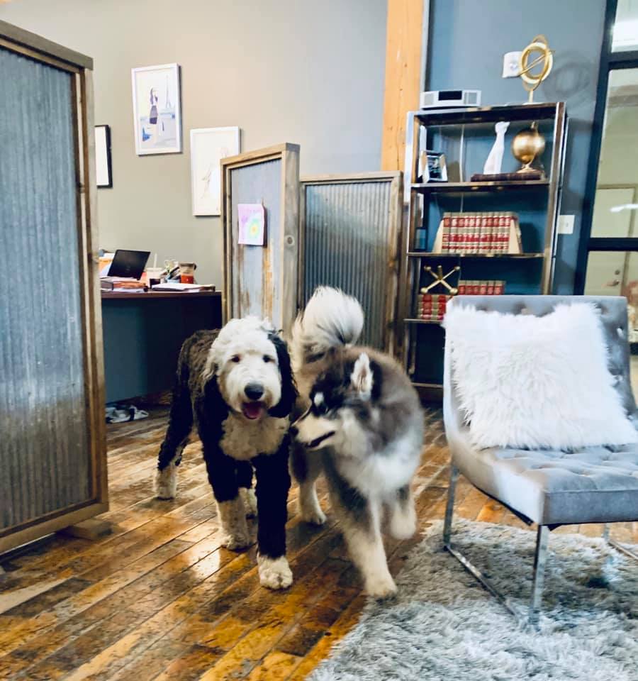 dogs in the office