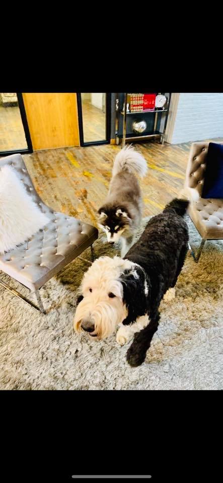 dogs in the office having fun