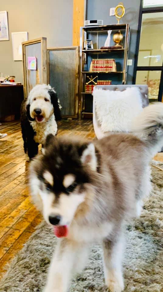 dogs in the office playing