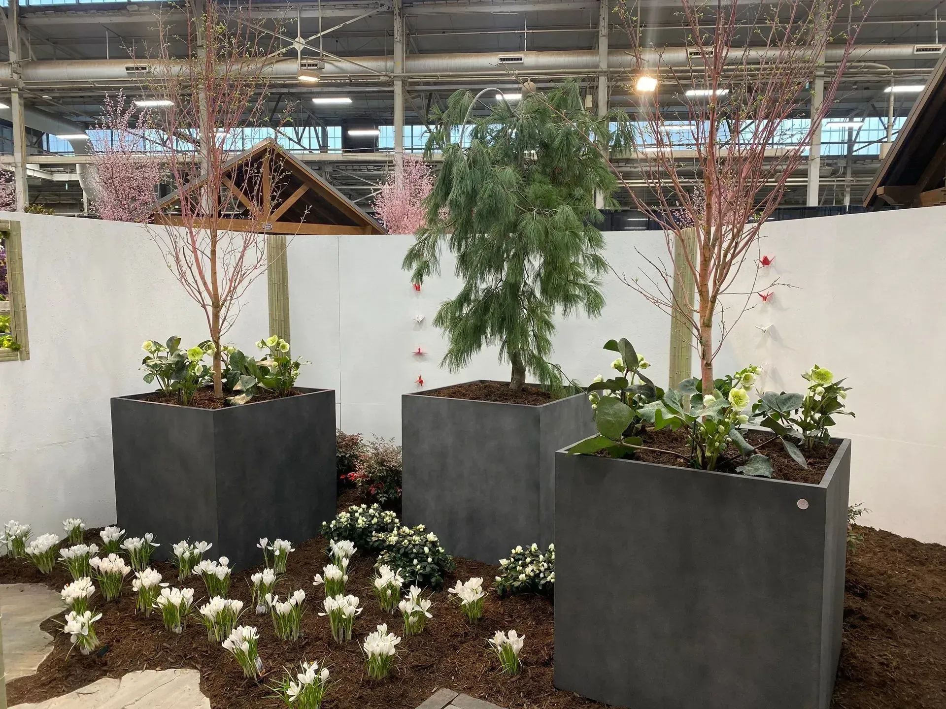 Indoor planter display with black square planters, small trees, white flowers, and a white wall backdrop