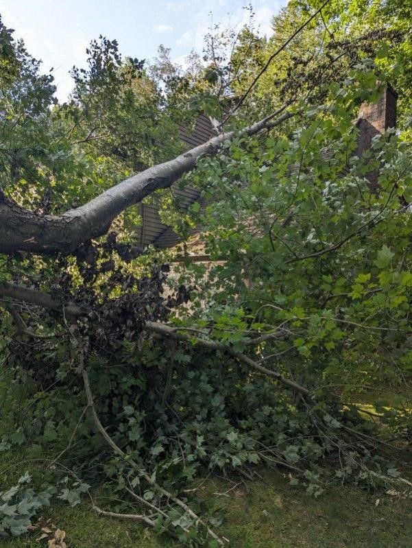 Fallen tree with branches