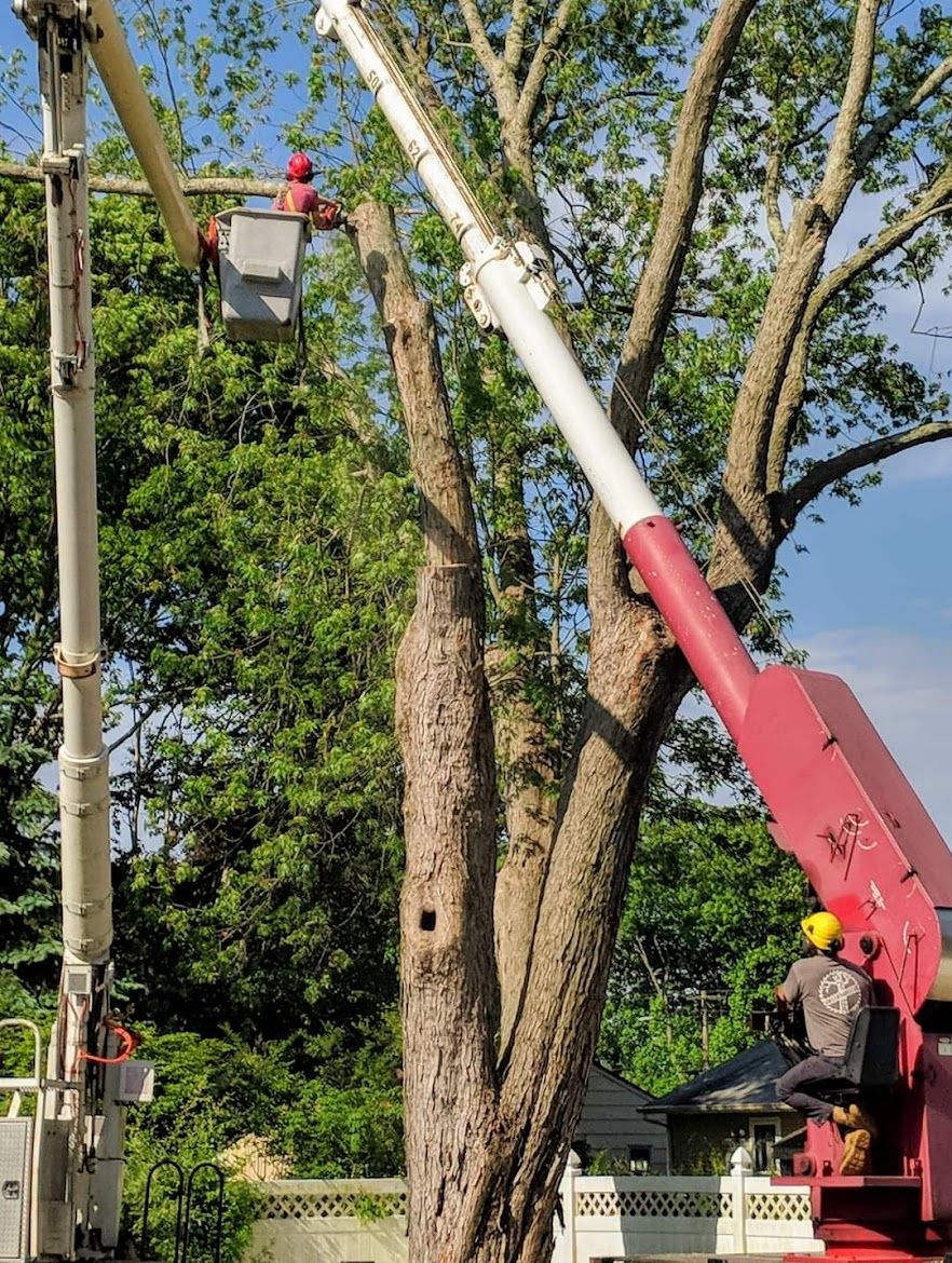 tree service