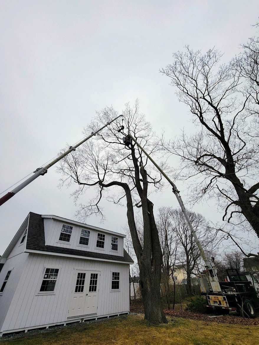 ongoing tree service with a view of the white house