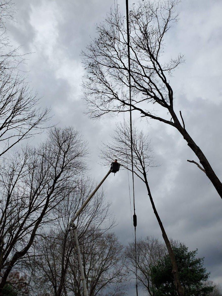 ongoing tall trees project