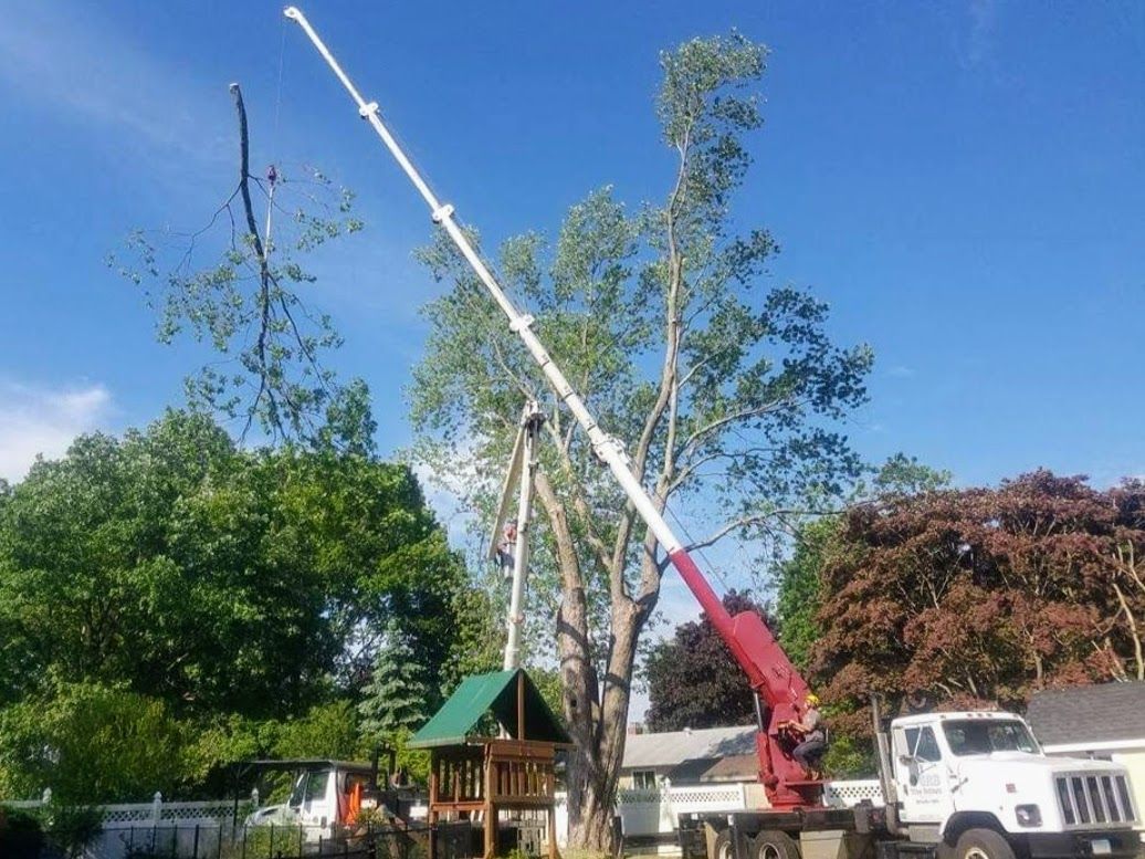 chopping tall trees with service truck