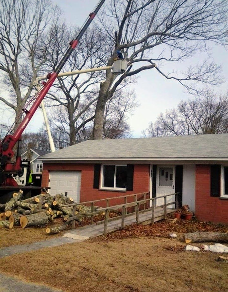 tree removal service on a red brick house