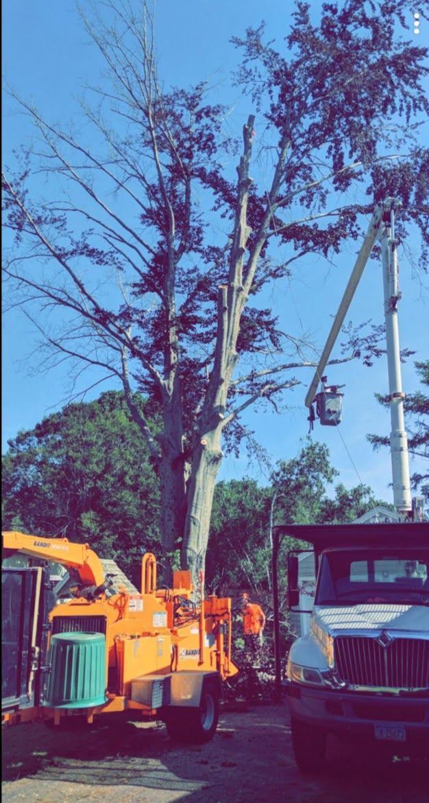 different tree service vehicles