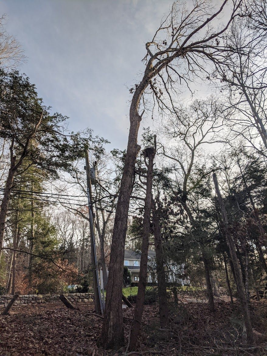tall trees being chopped