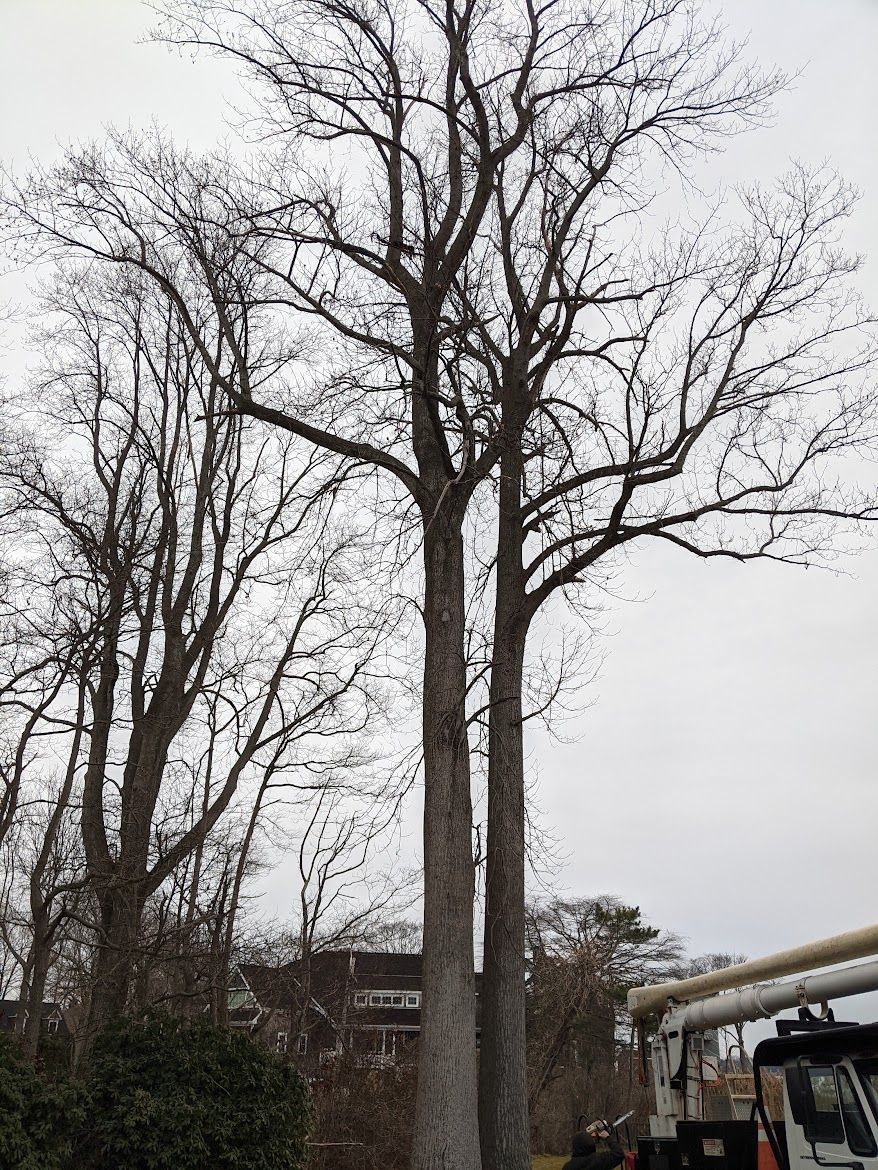 different kinds of tall trees