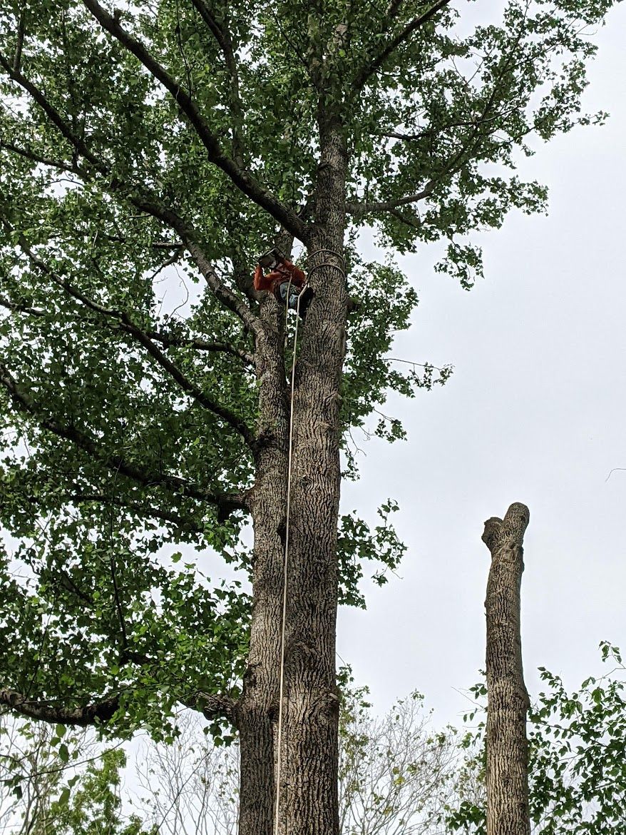 tree service on a large tree