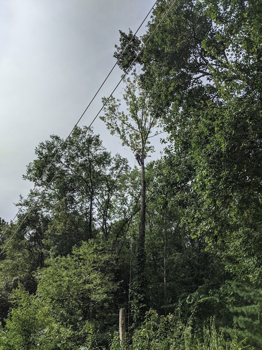 different kinds of trees