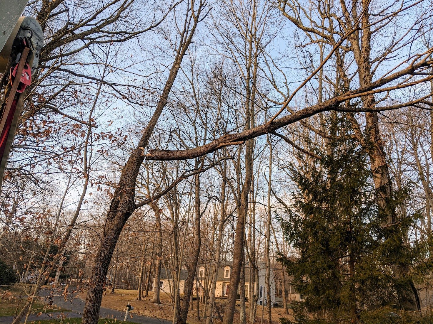 tree services on different kinds of trees