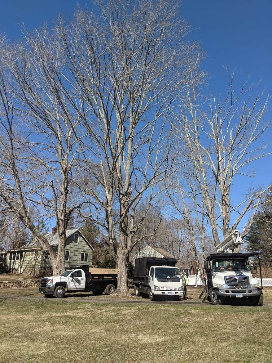 tree services vehicles parked