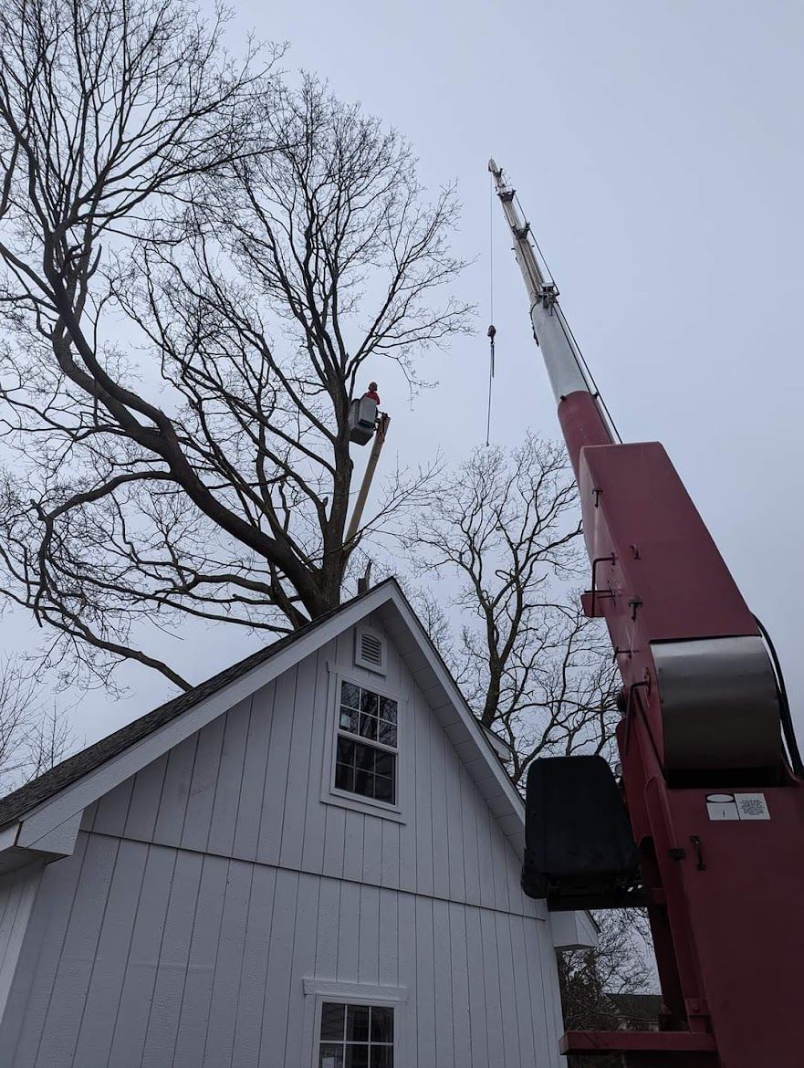 tree service on a white house property