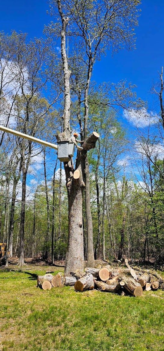 chopping a huge tree