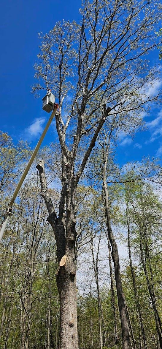 chopping a huge tall tree