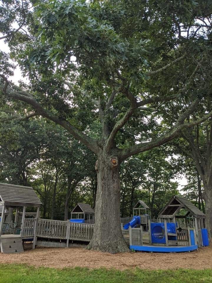 a huge tall tree with a view of a playground