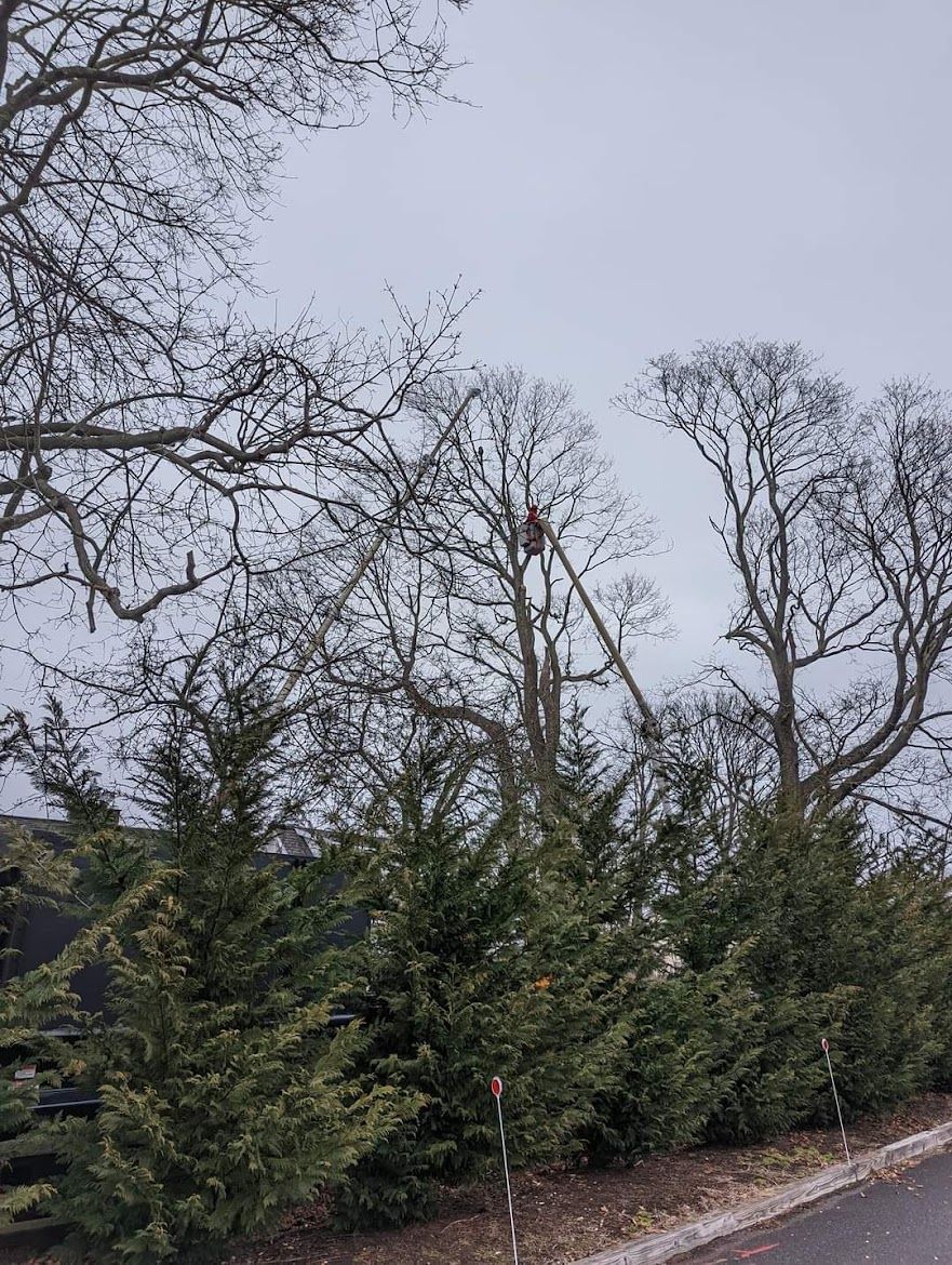 different kinds of bushes