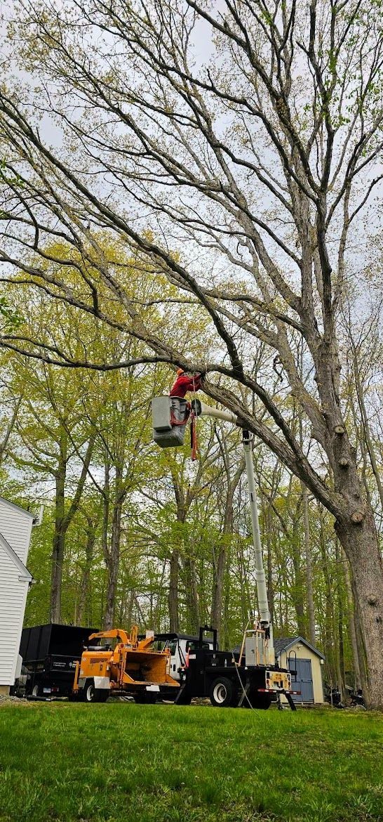 orange tree service truck