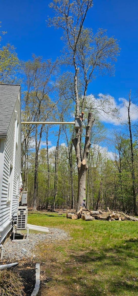 chopping a tall tree