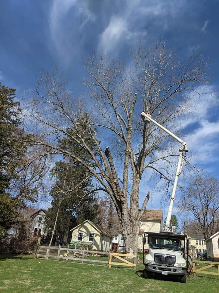 white tree service truck