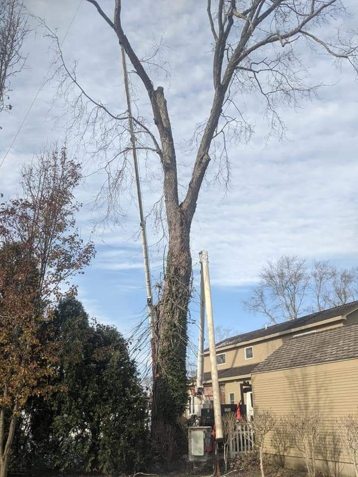 a large tree near a property