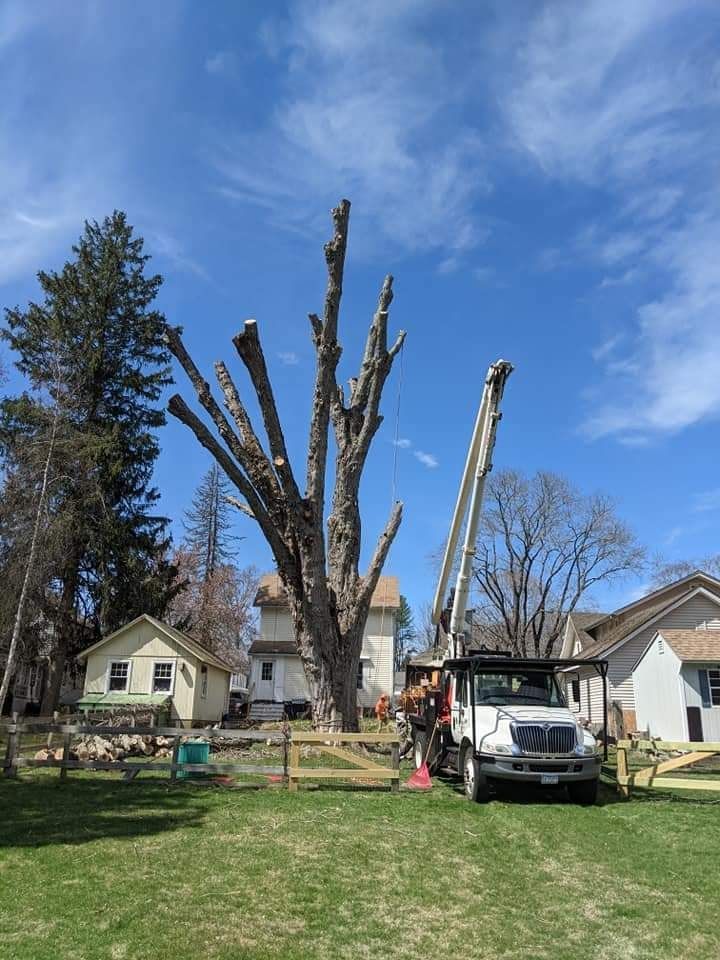 chopping of a large tree near a property