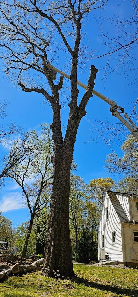tree service on a property