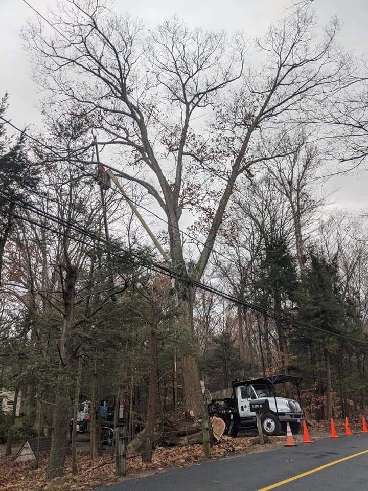 large trees being chopped